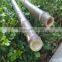 Black Bamboo Sticks/bamboo Canes/bamboo Poles