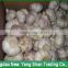Export Premium Standard JinXiang Fresh Garlic Purple /Red/Pure White Garlic