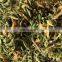 High quality dried papaya flower heath/Heath benafits dried papaya  flower handmade in Vietnam