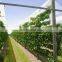 Innovative covers for actinidia and cherry orchards and Grape