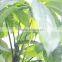 supply garden landscaping high imitation fortunate tree