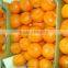 FRESH MANDARIN