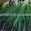 IQF Scallions Export to UK