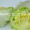 Fresh lettuce/iceberg lettuce for export