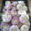 High Quality Best Price 100% Natural Egyption Fresh Super White Garlic