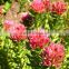 good quality rhodiola rosea seeds for wholesale