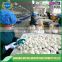 New crop Chinese fresh white garlic