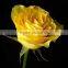 Hot selling beautiful rose flowers fresh cut rose flowers