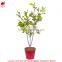 Hot sell decorative artificial indoor plant for living room decoration
