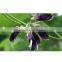 Mucuna Extract
