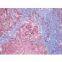1.4MP USB2.0 CCD digital microscope camera