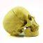 Human Skull Replica Resin Model Medical Realistic 11x7x8.5cm yellow