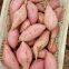 300g-450g fresh sweet potato