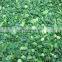 Sinocharm BRC Approved High Quality 5mm IQF Frozen Green Onion Cut