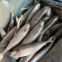 horse mackerel 100-200/trachurus japonicus/mackerel trachurus japonicus
