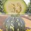 fresh pumpkin export in india/yellow pumpkin/white pumpkin eporters