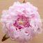 High Quality Natural Touch Single Artificial Peony Peony Silk Flower Artificial Flowers