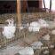 BAIYI Cheap Large Metal Rabbit Cage ( For Breeding Rabbit, Industrial Rabbit, And Large Female Rabbit )