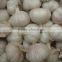 normal white fresh garlic