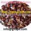 Saudia High Grade Dates from GNS PAKISTAN