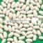White beans (baisha) with good quality for sale