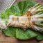 horseradish powder japanese style good tast competitive price