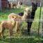 4 Feet High Sheep Fence /galvanized Cattle Fence