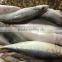 New hot sale WR mackerel fish 8-10pcs/kg for market / canned