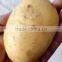 Fresh Potato