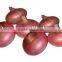 Fresh Onions Fresh Red Onions for Sale Types Red Onions