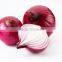 Export fresh onion from Chinese factory