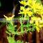 GMP Manufacturer Supply St.john's Wort Powdered Extract