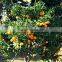 fresh seedless sweet orange tree seedling