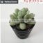Mini artificial succulent plants in glass bowl potted mini succulents