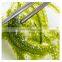Natural Fresh Green Sea Grapes /Dehydrated Seaweed as Healthy Foods