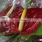 Diversified in packaging top sell high breed seeds antirrhinum majus flower