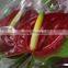 Fragrant aroma hot selling high quality flowers antirrhinums