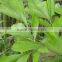 wholesale the high quality caryota and Nephrolepis with low price