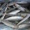 Frozen Round Scad Fish