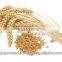 14 % Protein Milling Wheat