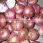 2015 New Crop Red Onion 10kg Bag