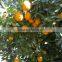 Fresh Navel Orange