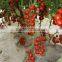 Hybrid High Density Fruits Setting Round Red Cherry Tomato Seeds For Growing-Wonderful