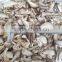 Best Price for frozen fresh shiitake mushroom ,cultivated shiitake mushroom