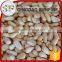 Wholesale organic pine nuts