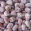 VIETNAMESE SUPPLIER OF RED LOTUS SEEDS BEST PRICE