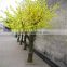 SJ201710059 silk cherry blossom tree artificial plastic cherry blossom tree