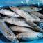 new arrival competitive price Frozen mackerel