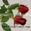 Natural High Quality Fresh Cut Rose Flowers fresh cut rose flowers natural carola for wedding decoration from china wholesale fr