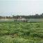 high efficiency CE certification  multi crop seame reaper